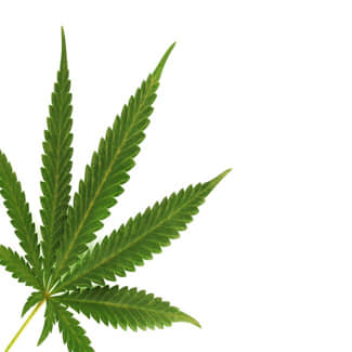 Kan kanker draaglijker worden dankzij cannabis?